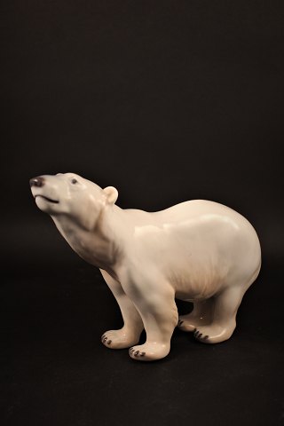 Royal Copenhagen porcelæns figur af  isbjørn.
H:13,5cm. L:18cm. 
RC# 417.