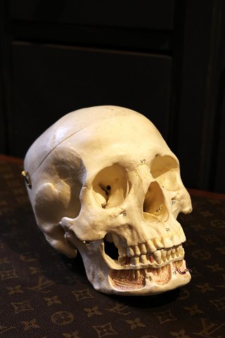 Old lifelike skull for teaching use in plastic / rubber material.
