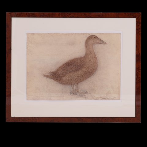 John Olsen, 1932-2019, mixed media on paper. 
Eider. Signed and dated 2016. Visible size: 
38x52cm. Mit Rahmen: 63x75cm