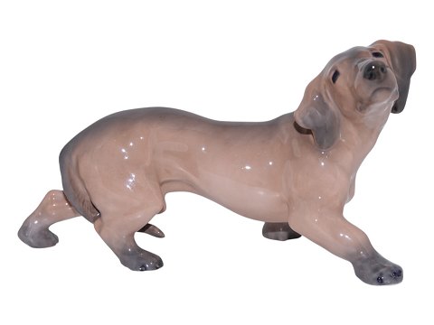 Dogs<br>Royal ...