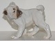 Sjælden og 
større Bing & 
Grøndahl 
hundefigur, 
Engelsk 
Bulldog.
Fabriksmærket 
viser, at denne 
...