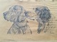 Ubekendt 
kunstner (20 
årh):
Portræt af 2 
hunde 1918.
Bly på papir.
Lidt flosset i 
kanten og ...