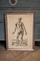 vare nr: gravure anatomi nr.7