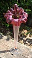 Stor vase, 20. 
årh. Formet som 
en blomst. 
Klart og rødt 
glas. Konisk 
form. H.: 43 
cm. 