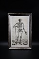 1700 tals gravure af menneske kroppens anatomi indrammet i 1800 tals sølvramme med en fin ...