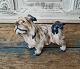 Dahl Jensen 
figur - Diamond 
Terrier 
No. 1004, 1. 
sortering
Højde 11 cm. 
Længde 15 cm.