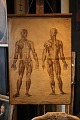 Dekorativ , gammel undervisnings planche af menneskes anatomi , papir på lærred med en rigtig ...