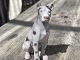 Porcelænshund, Grand Danois, fra Bing & Grøndahl, 1. sortering form nr. 2189 ML. Højde: ...