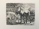 Johannes Vilhelm Zillen (1824-70):Hest der æder hø fra en vogn 1858.Radering på ...