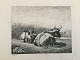Johannes Vilhelm Zillen (1824-70):To hvilende køer 1858.Radering på papir.Sign.: W. Zillen ...