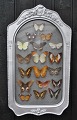 Samling indrammede sommerfugle, 19. årh. Indrammet i gra antik ramme med buet glas. H.: 60 cm. ...
