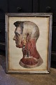 1800 tals gravure af menneske kroppens anatomi (hoved) indrammet i 1800 tals sølvramme med en ...