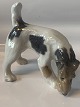 Royal 
Copenhagen 
figur - Fox 
Terrier
Dek nr  3020 
1. sortering
Højde 13,5 cm. 

Længde 15 ...