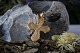 This small golden cross is a classic and iconic pendant for a necklace. The small cross is made ...