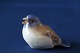 Smuk porcelænsfugle fra Bing & Grøndahl, oppustet mejse. Figuren er med sine dynamiske former, ...
