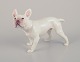 Bing og Grøndahl. Porcelænsfigur af fransk bulldog. Model ...