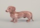 Bing og 
Grøndahl, 
sjælden 
porcelænsfigur 
af gravhund.
Modelnummer 
1752
Ca. ...