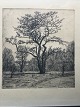 Axel Hou 
(1860-1948):
Hvidtjørn 
(Cratagus) 
Botanisk have 
1947.
Radering på 
papir.
Sign.: AH ...