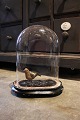 Dekorativ , 
gammel oval 
fransk glas 
Dome / Globe 
på sort træ 
bund til 
udstilling. 
Total H: ...