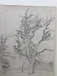 Tegning af 
Heinrich 
Buntzen - 
Nøgent træ i 
lysning.
