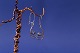 Gold earrings in 14 carat gold, inlaid moonstone.
Stamp: 585.