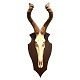 Jagttrofæ Hartebeest