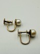 14 Karat Guld Øreringe / Øreskruer med Perler L: 1,2cmVægt: 2,03gStemplet: 585