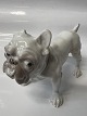 Bing & Grøndahl Hundefigur Bulldog.Dekorationsnummer 1676.1. sortering.Måler 10,5 ...