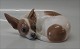 Kgl. figur fra 
Royal 
Copenhagen hund 
2627   
Chihuahua 6 x 
18 cm 1925 
Pinscher? I hel 
og fin stand
